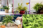 How Often Should You Water a Boston Fern?