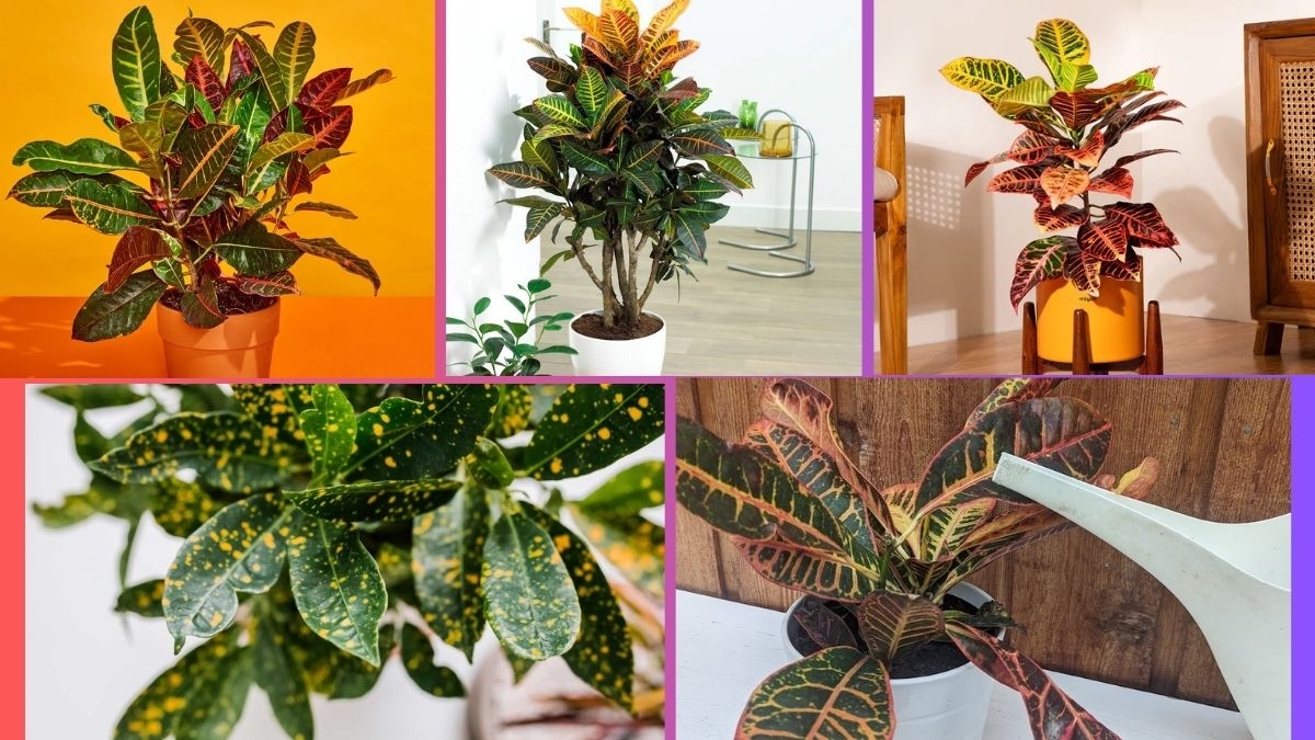 How Often Should You Water a Croton Plant?