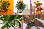 How Often Should You Water a Croton Plant?