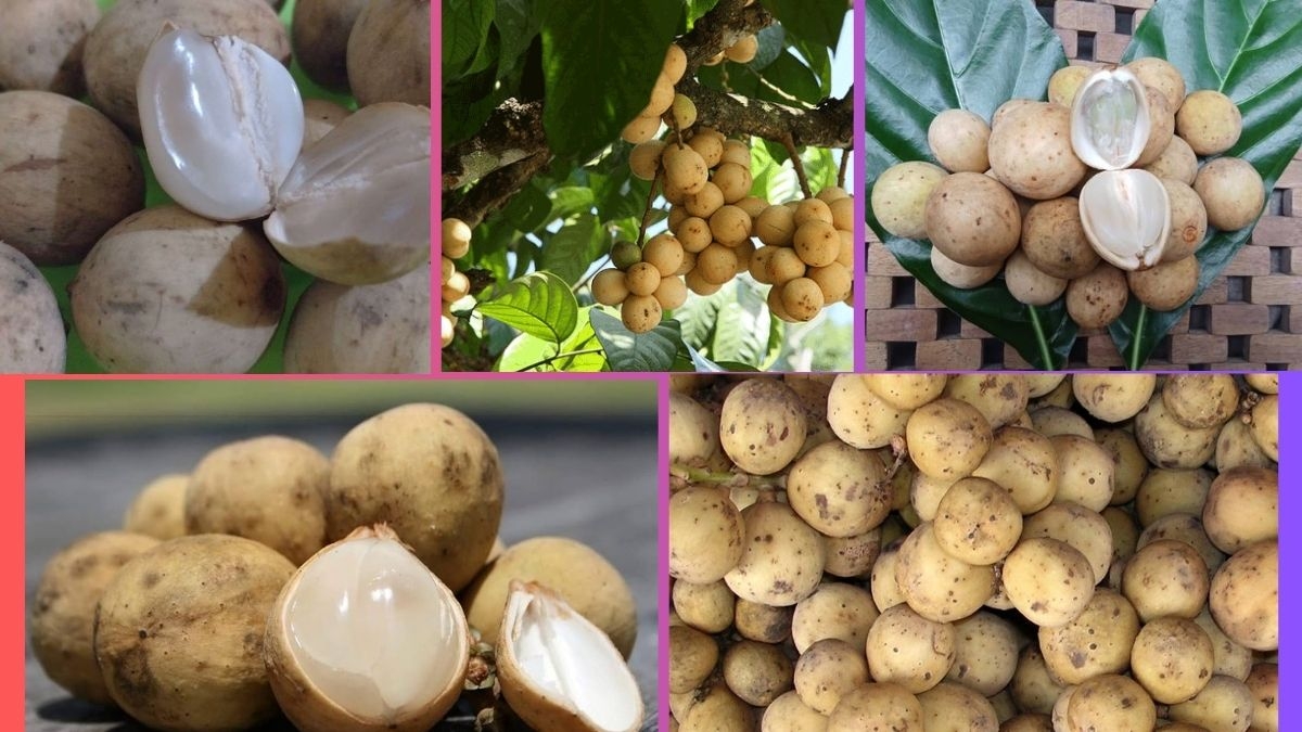 Which Country Is the Largest Langsat Producer Globally?