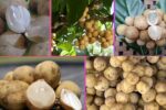 Which Country Is the Largest Langsat Producer Globally?