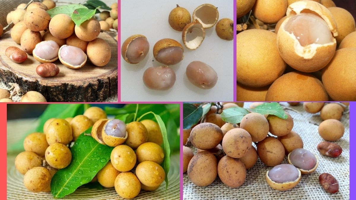 Which Country Is the Largest Pitomba Producer Globally?