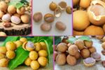 Which Country Is the Largest Pitomba Producer Globally?
