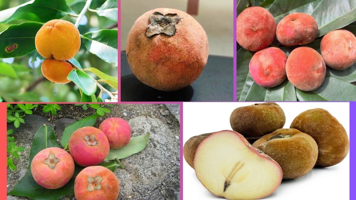 Which Country Is the Largest Velvet Apple Producer Globally?
