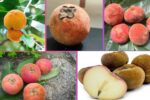 Which Country Is the Largest Velvet Apple Producer Globally?