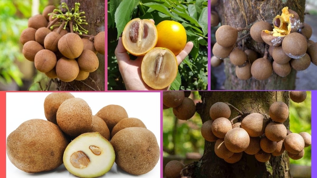 Which Country Is the Largest Keppel Fruit Producer Globally?