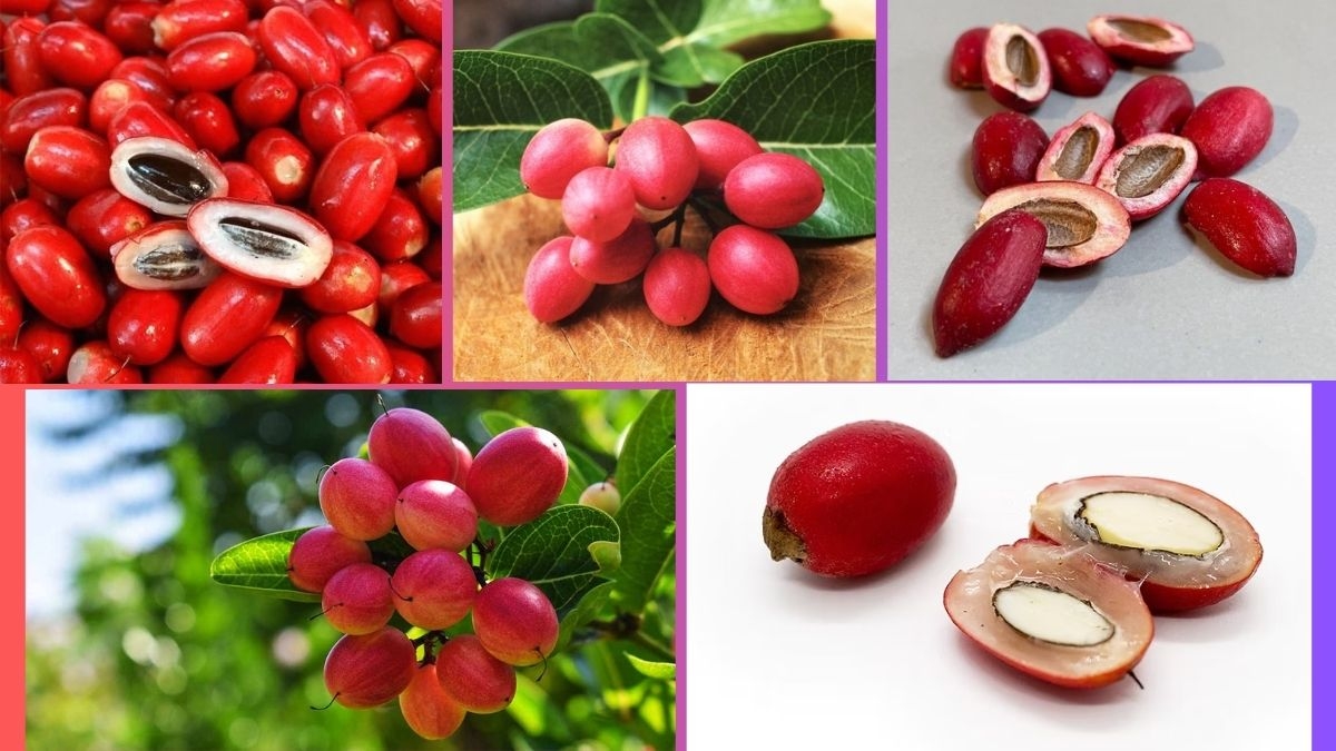Which Country Is the Largest Miracle Fruit Producer Globally?