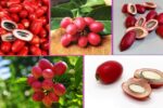 Which Country Is the Largest Miracle Fruit Producer Globally?