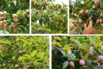 How Often Should You Water a Sapota Tree