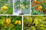 How Often Should You Water a Starfruit Tree