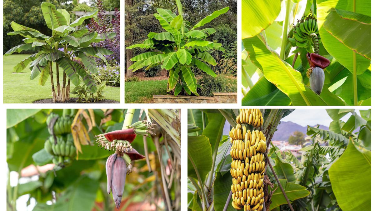 How Old Should a Banana Plant Be Before Harvesting?