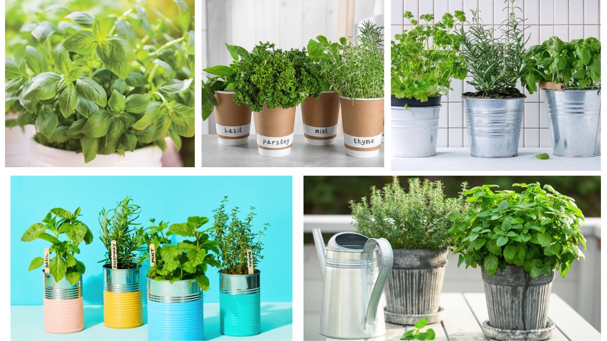 Which Edible Herbs Grow Well Indoors?