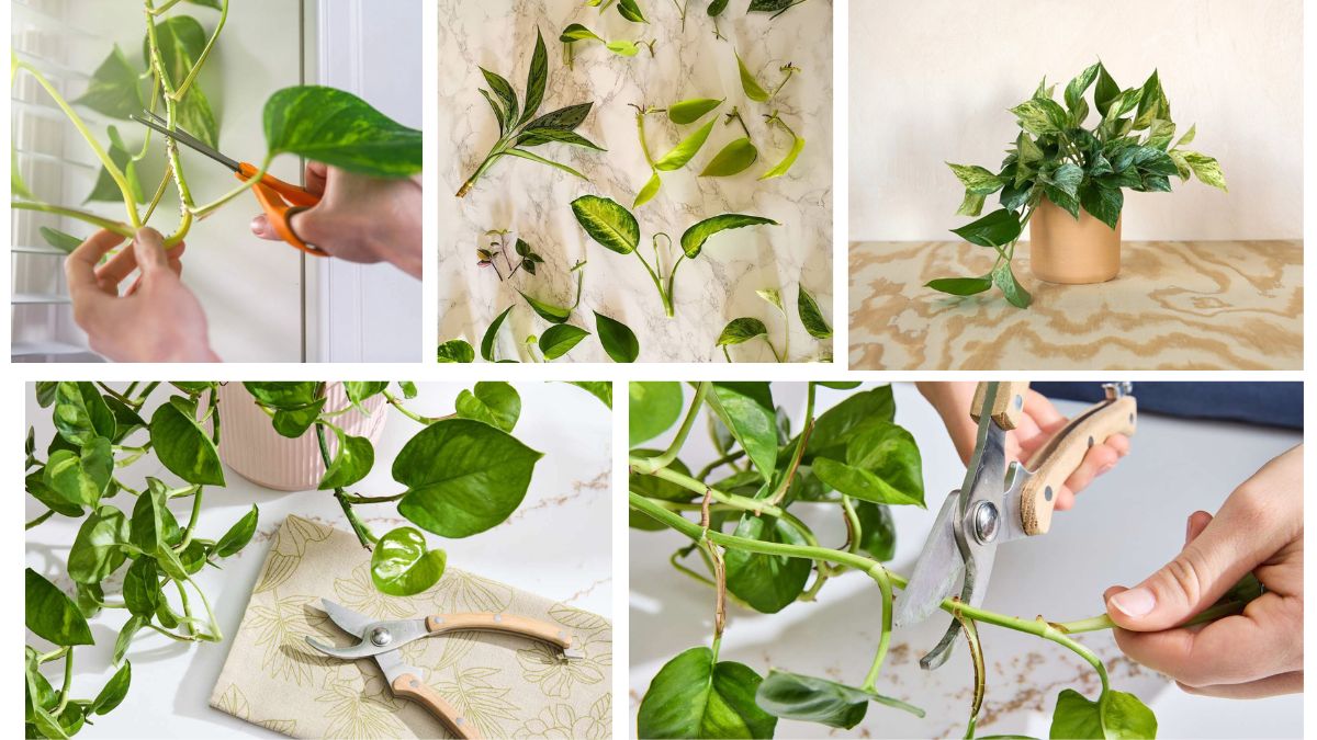How Often Should You Prune a Pothos?