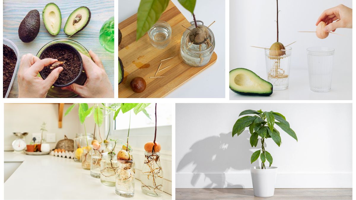 How to Plant an Avocado, Care and Watch It Grow: A Complete At-Home Guide