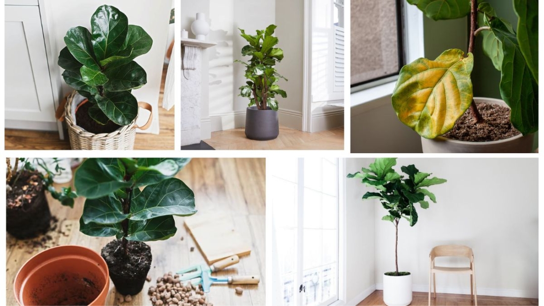 How Often Should You Protect a Fiddle Leaf Fig?