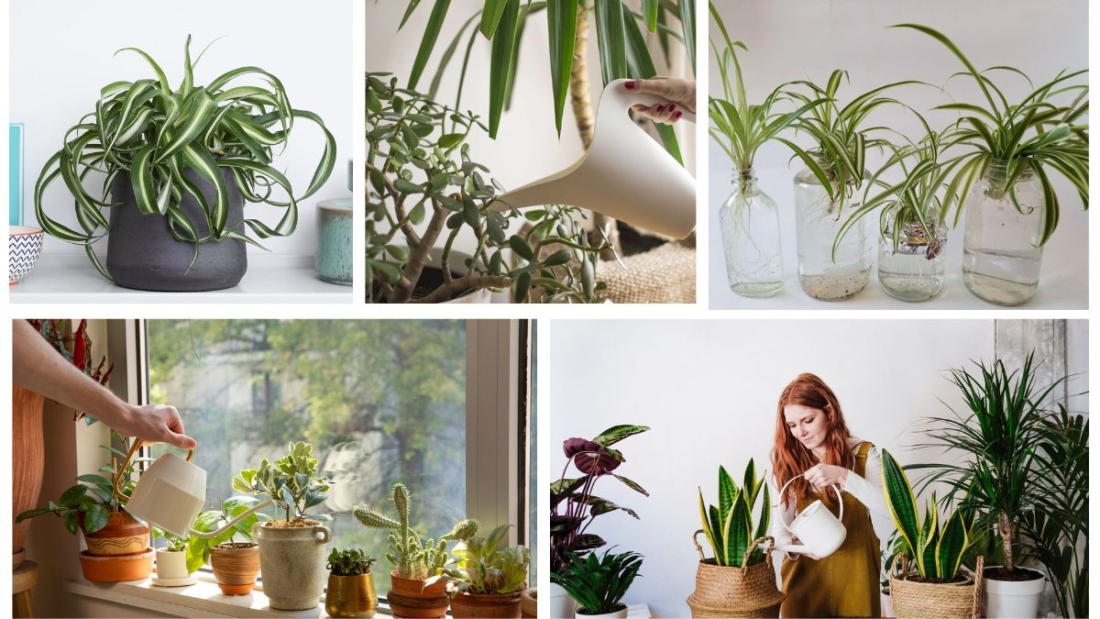 How to Know When Your Care Plant Needs Water: A Complete Care Guide