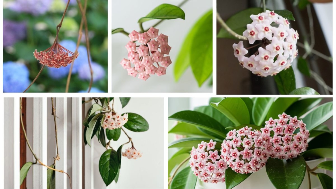 How Often Should You Prune a Wax Plant?