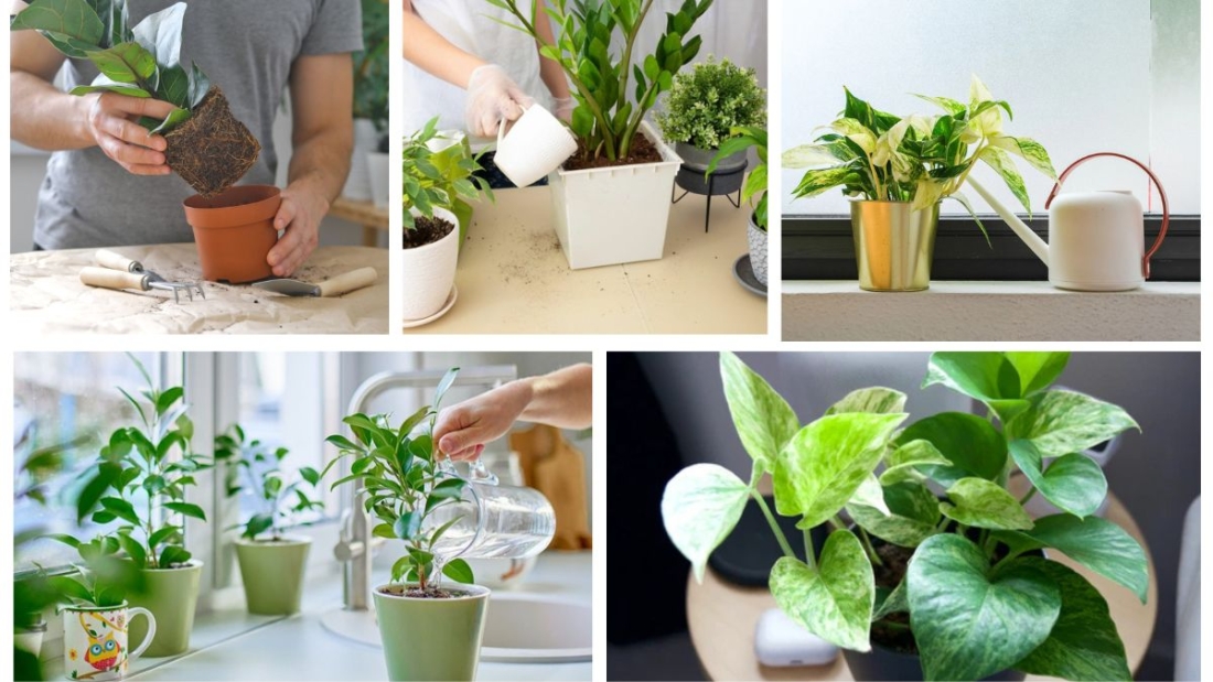 How to Know When Your Style Plant Needs Water: A Complete Care Guide