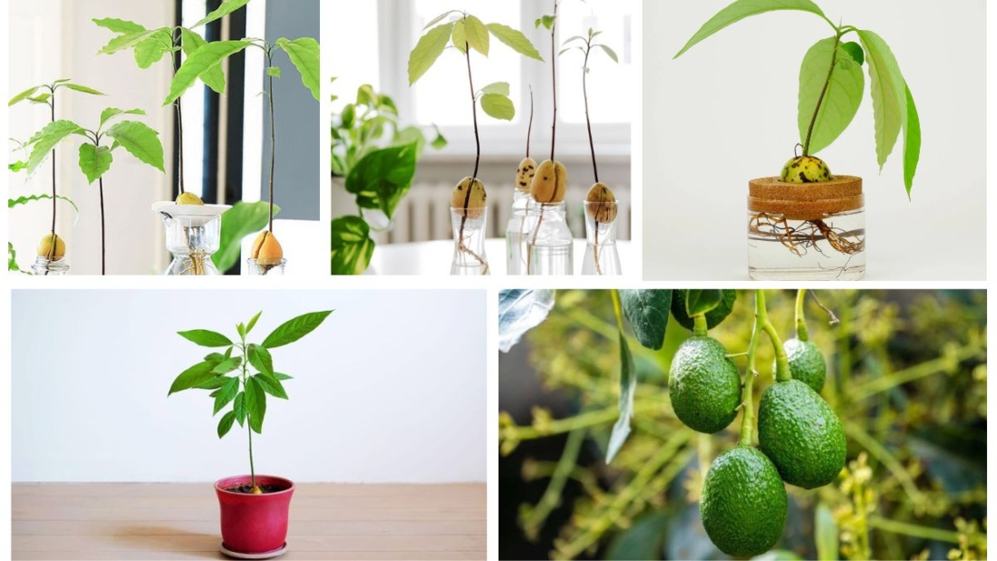 How to Plant an Avocado Pit and Watch It Grow: A Complete Protect Guide