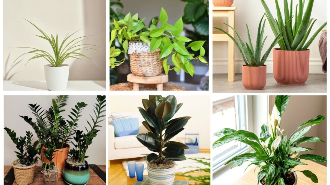 7 Gorgeous Keep Plant Varieties for Every Plant Parent