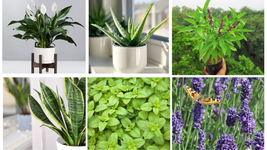 7 Gorgeous Use Plant Varieties for Every Plant Parent
