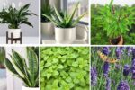 7 Gorgeous Use Plant Varieties for Every Plant Parent