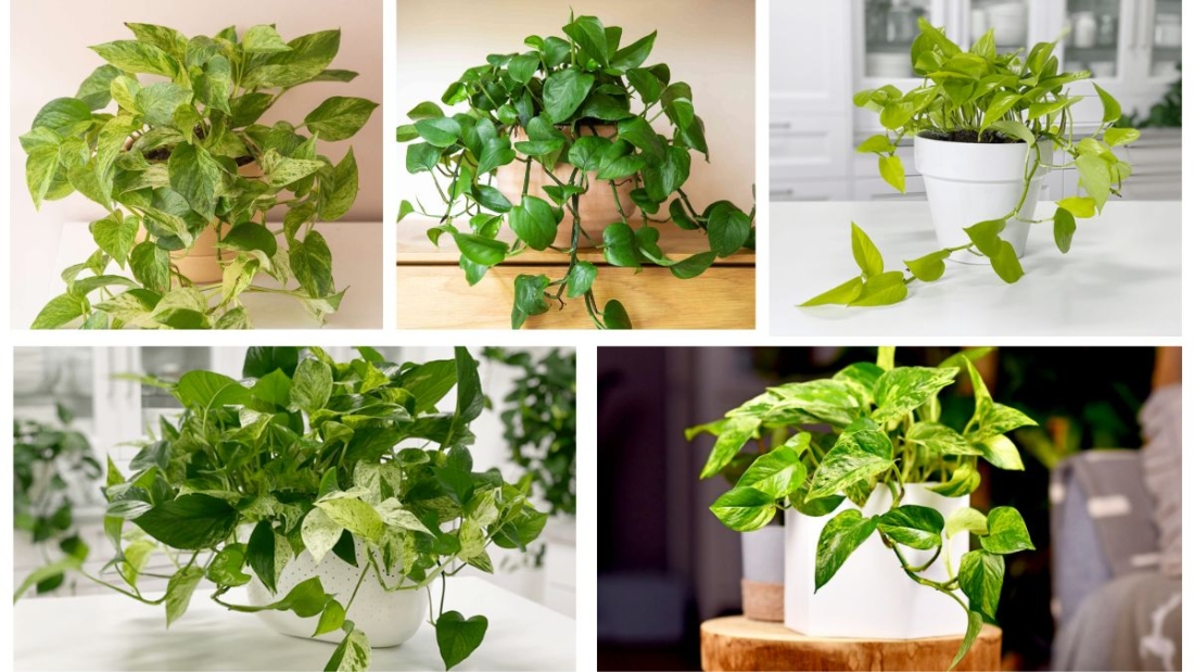 How Often Should You Maintain a Pothos?