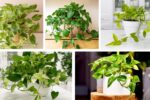 How Often Should You Maintain a Pothos?