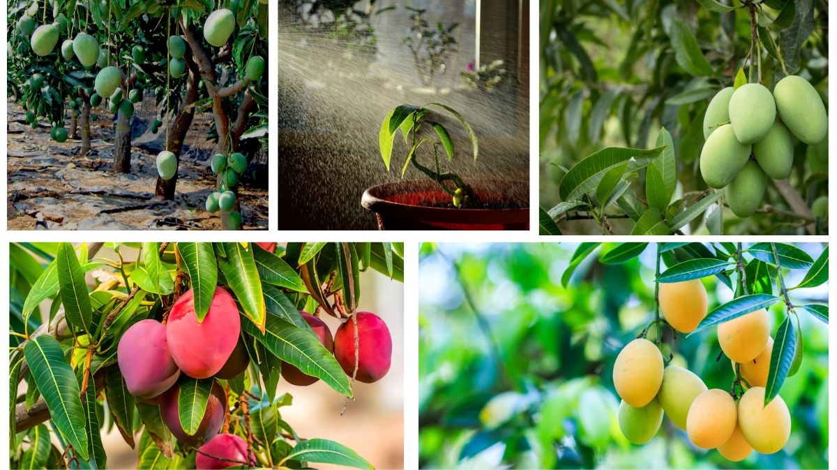 How to Know When Your Mango Plant Needs Water: A Complete Care Guide