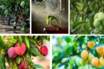 How to Know When Your Mango Plant Needs Water: A Complete Care Guide