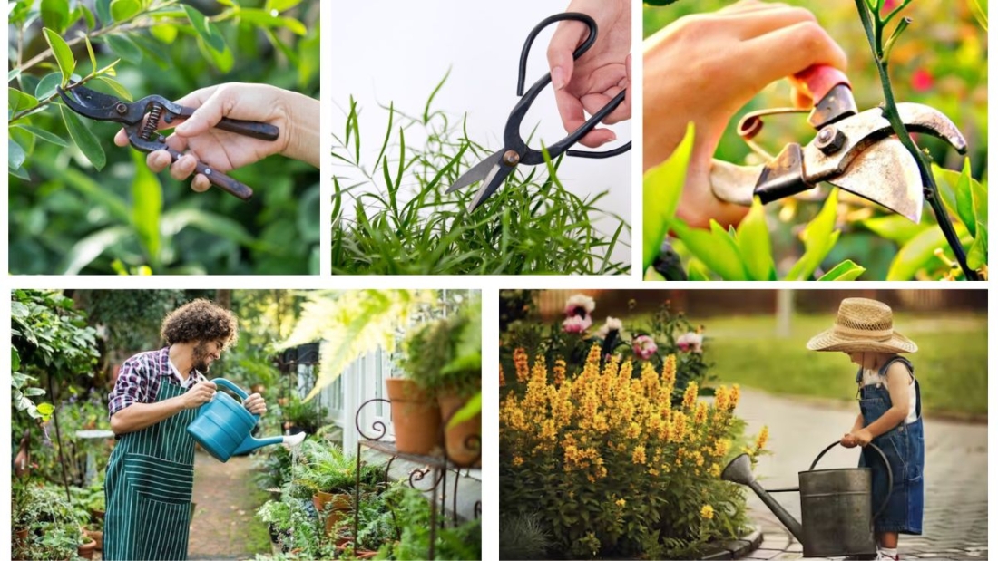 How to Know When Your Prune Plant Needs Water: A Complete Care Guide