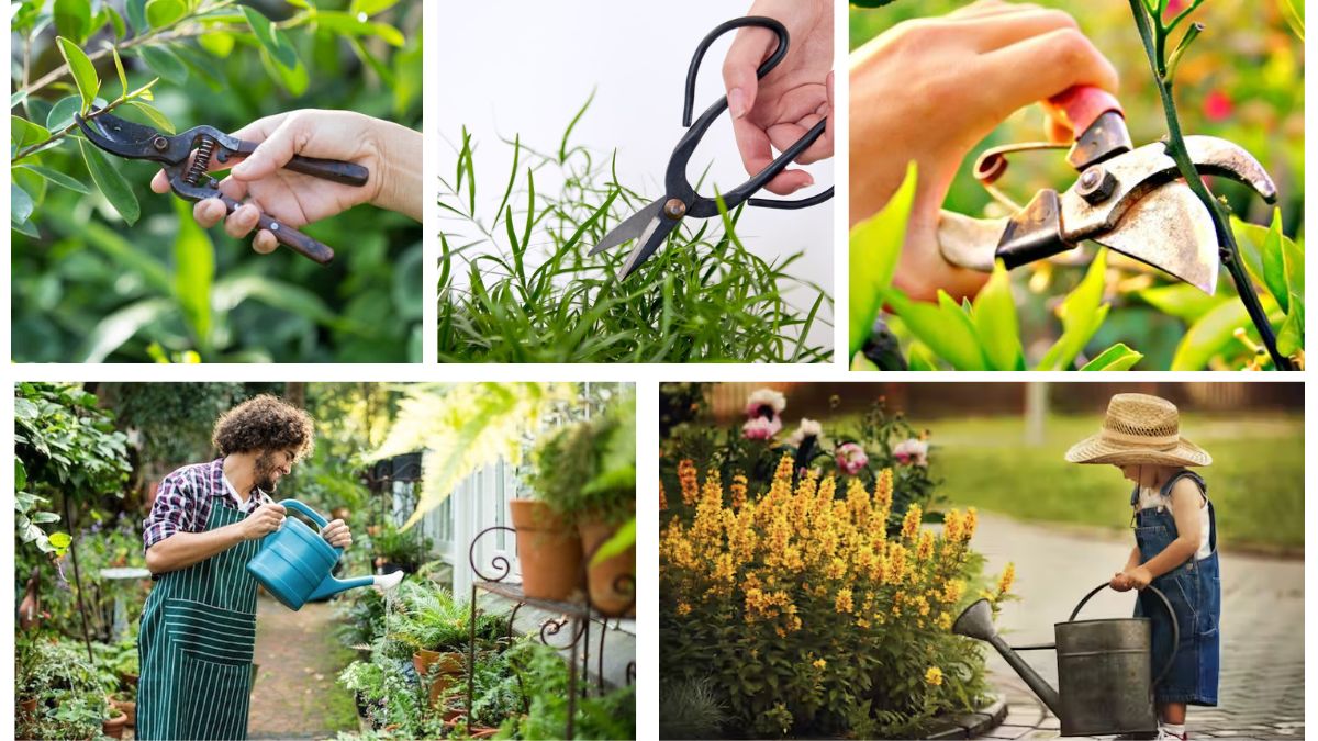 How to Know When Your Prune Plant Needs Water: A Complete Care Guide
