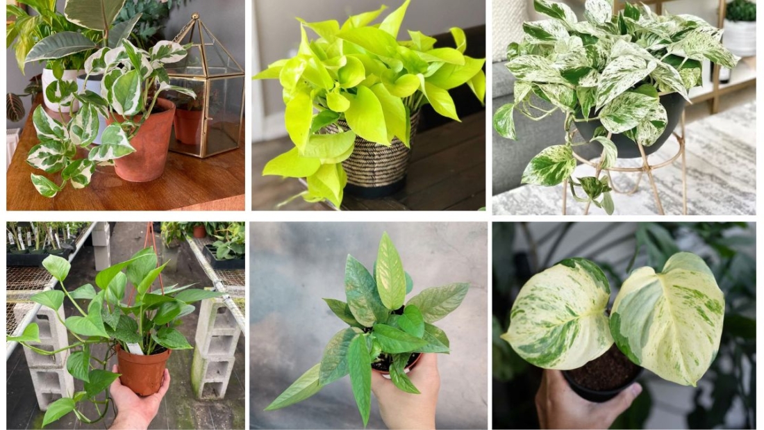 7 Gorgeous Pothos Plant Varieties for Every Plant Parent