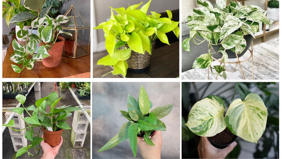 7 Gorgeous Pothos Plant Varieties for Every Plant Parent