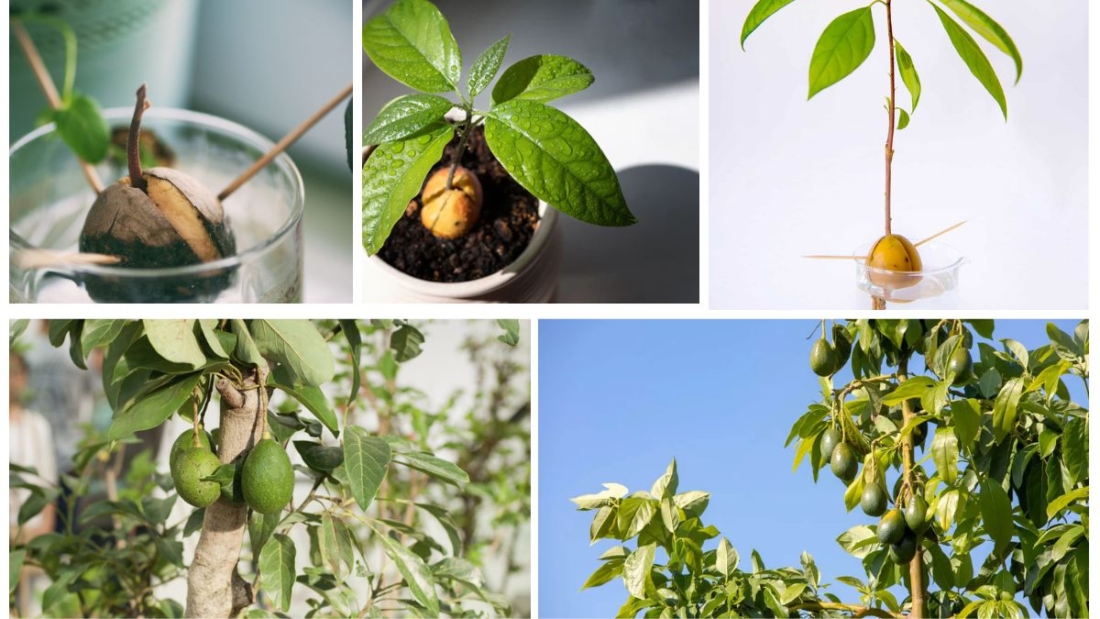 How to Plant an Avocado Pit and Watch It Grow: A Complete Manage Guide