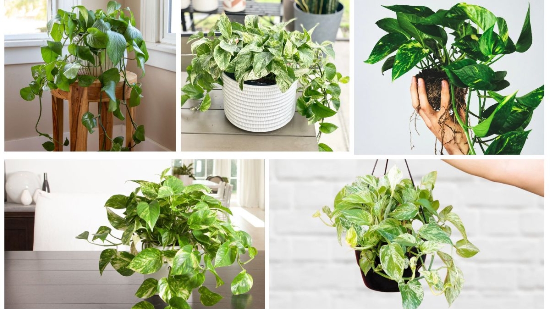 How Often Should You Protect a Pothos?