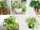 How Often Should You Protect a Pothos?
