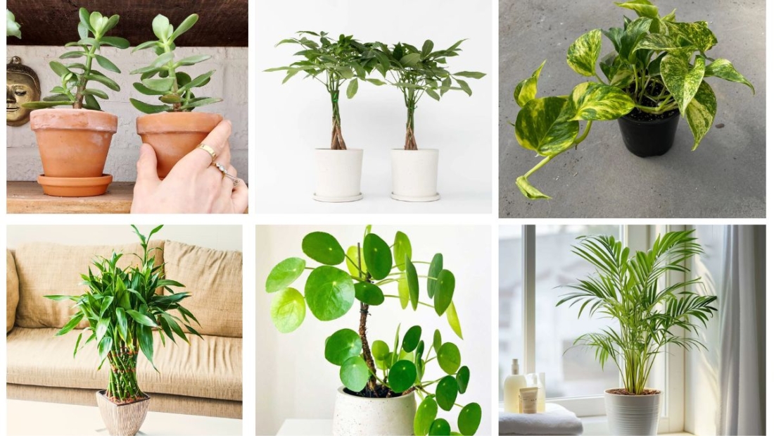 7 Money Plants to Grow Good Fortune and Style