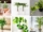 7 Money Plants to Grow Good Fortune and Style