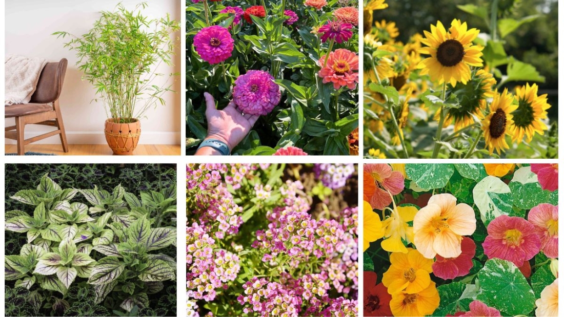 8 Best Fast-Growing Maintain Plants for Your Garden