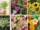 8 Best Fast-Growing Maintain Plants for Your Garden