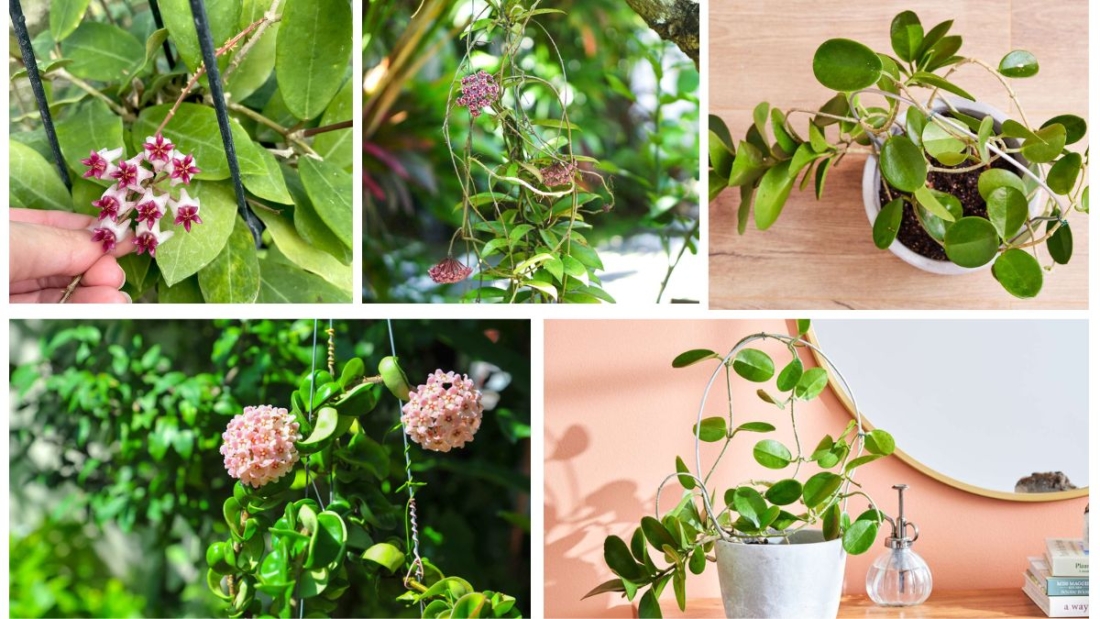 How Often Should You Feed a Wax Plant?