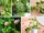 How Often Should You Feed a Wax Plant?