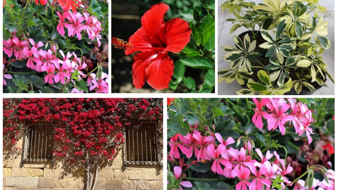 7 Gorgeous Prune Plant Varieties for Every Plant Parent