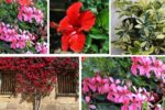 7 Gorgeous Prune Plant Varieties for Every Plant Parent