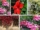 7 Gorgeous Prune Plant Varieties for Every Plant Parent