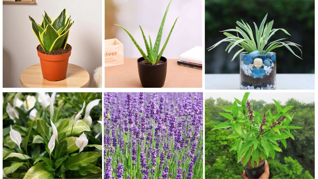 7 Gorgeous Use Plant Varieties for Every Plant Parent