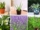 7 Gorgeous Use Plant Varieties for Every Plant Parent