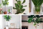 How Often Should You Prune a Fiddle Leaf Fig?