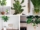 How Often Should You Prune a Fiddle Leaf Fig?